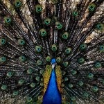 "...The peacock spreads his fan." Leonard Cohen.